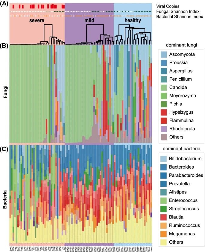 Figure 2: Altered gut mycobiota and microbiota composition in COVID-19 patients (Maeda et al., 2022)