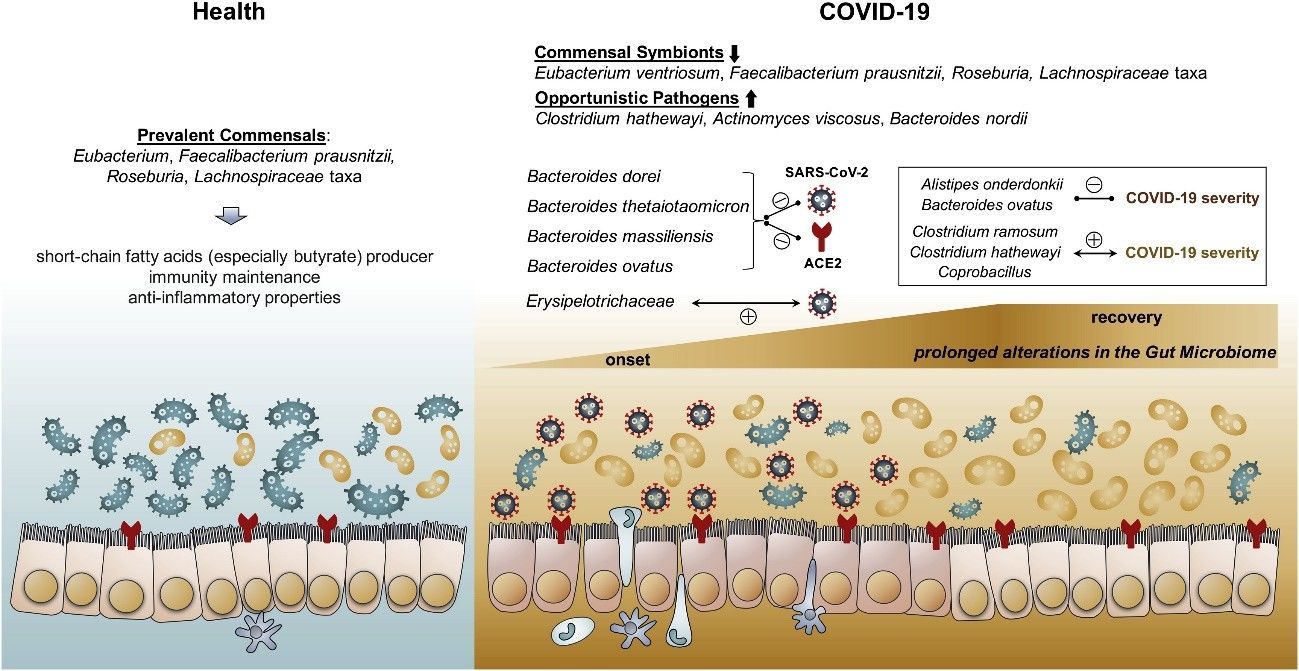 Figure 3: Schematic overview of COVID-19-induced changes in the gut microbiome (Zuo et al., 2020)