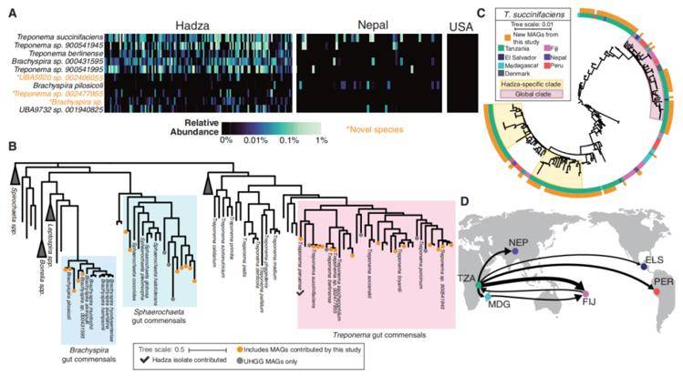 Spirochaetota that are highly abundant in the Hadza are absent in industrial samples.