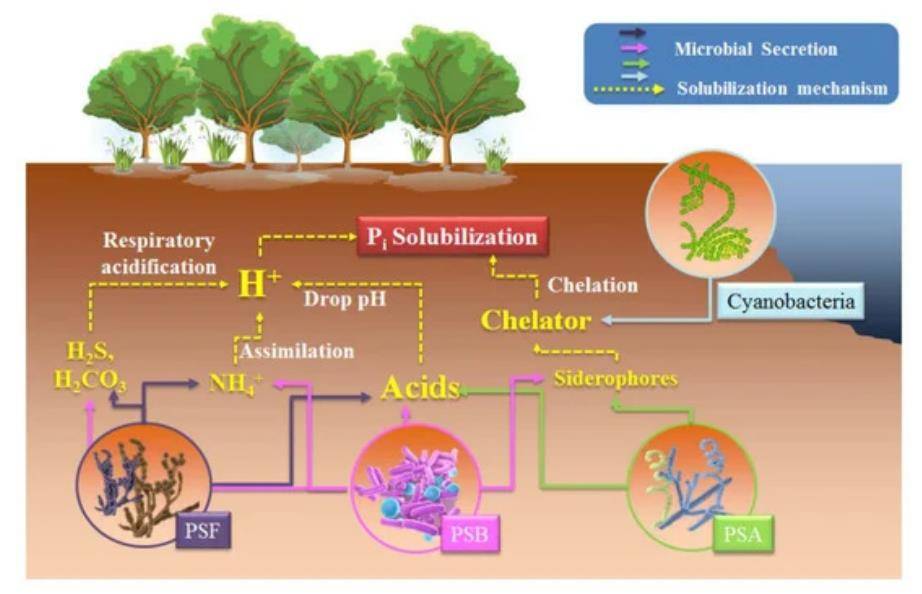 Key Advantages of Metagenomic Sequencing in Phosphorus Cycling Studies