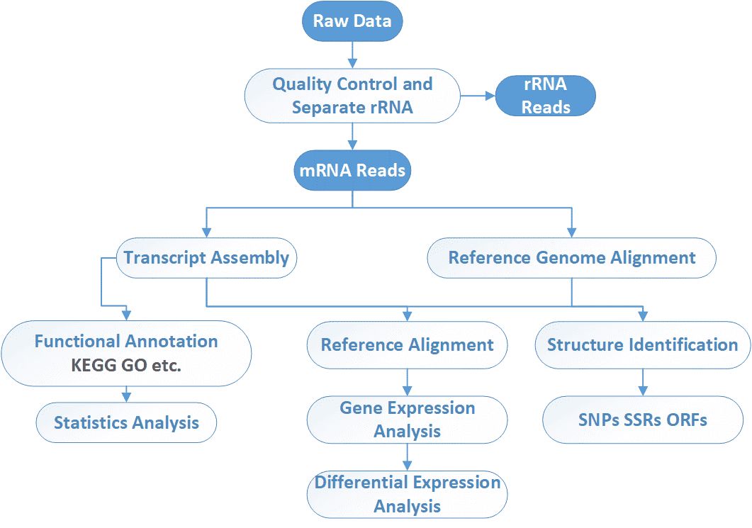 The Data Analysis Pipeline of Metatranscriptomic Sequencing.