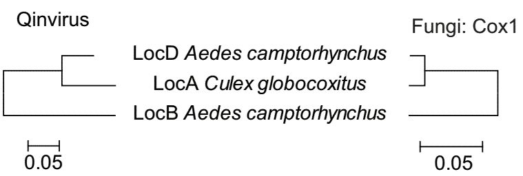 Figure 3. The corresponding tree structures of the Wilkie qin-like viruses and a set of fungi (cox 1 gene) found in three mosquito pools. (Shi et al., 2017)