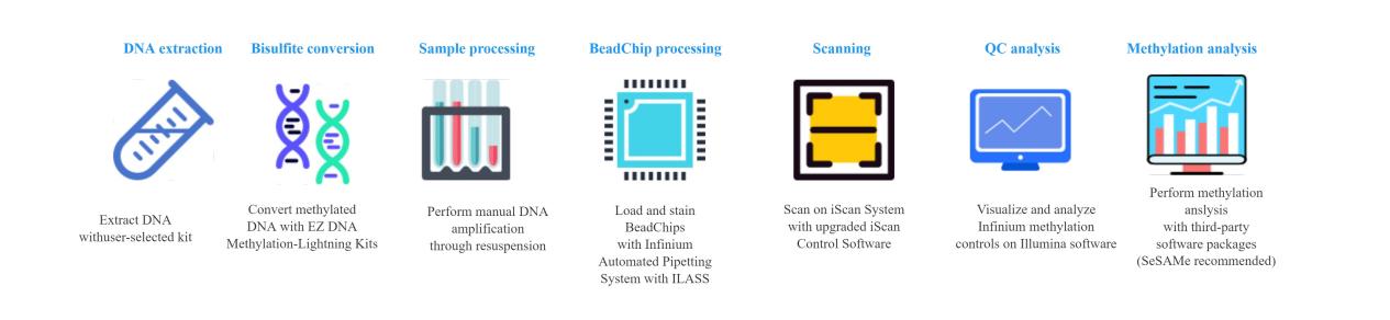 Workflow of Methylation Screening Array Analysis