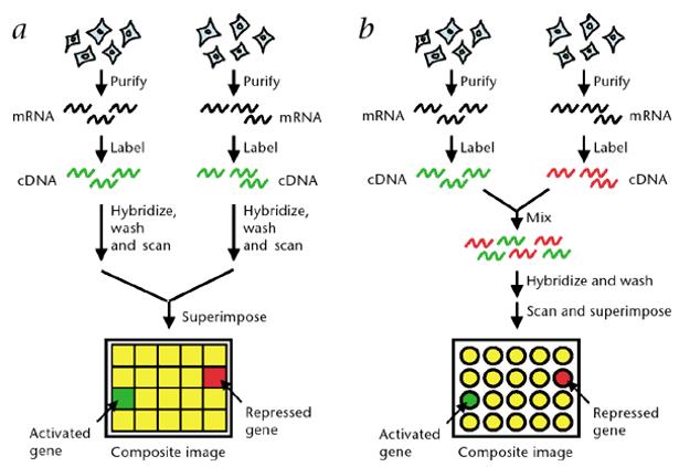 Expression analysis by microarray. (Stears et al., 2003)