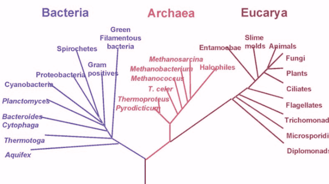 Microbial Identification