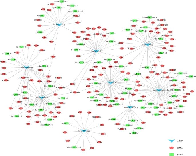 Fig 2. CeRNA network illustrating the response to variations in miRNAs, mRNAs, and lncRNAs in the urine of CaOx stone patients. (Liang et al., 2019)