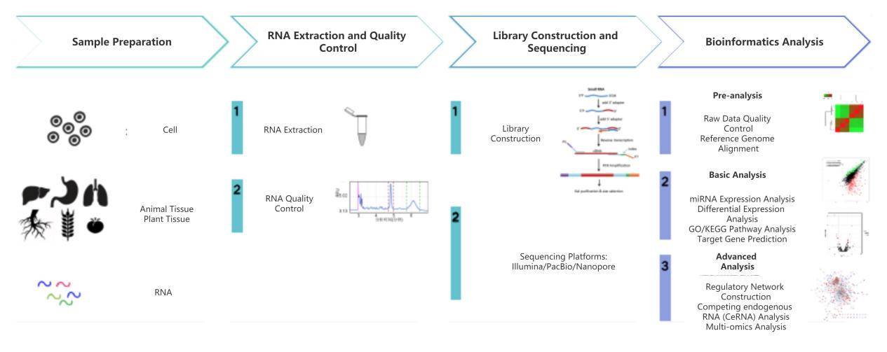 miRNA Sequencing Service Workflow