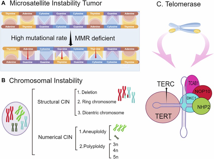The types of genomic instability