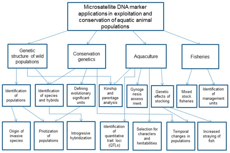 Microsatellite Markers in Population Genetics: Applications, Benefits, and Best Practices