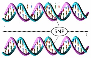 DNA molecules showing a SNPs