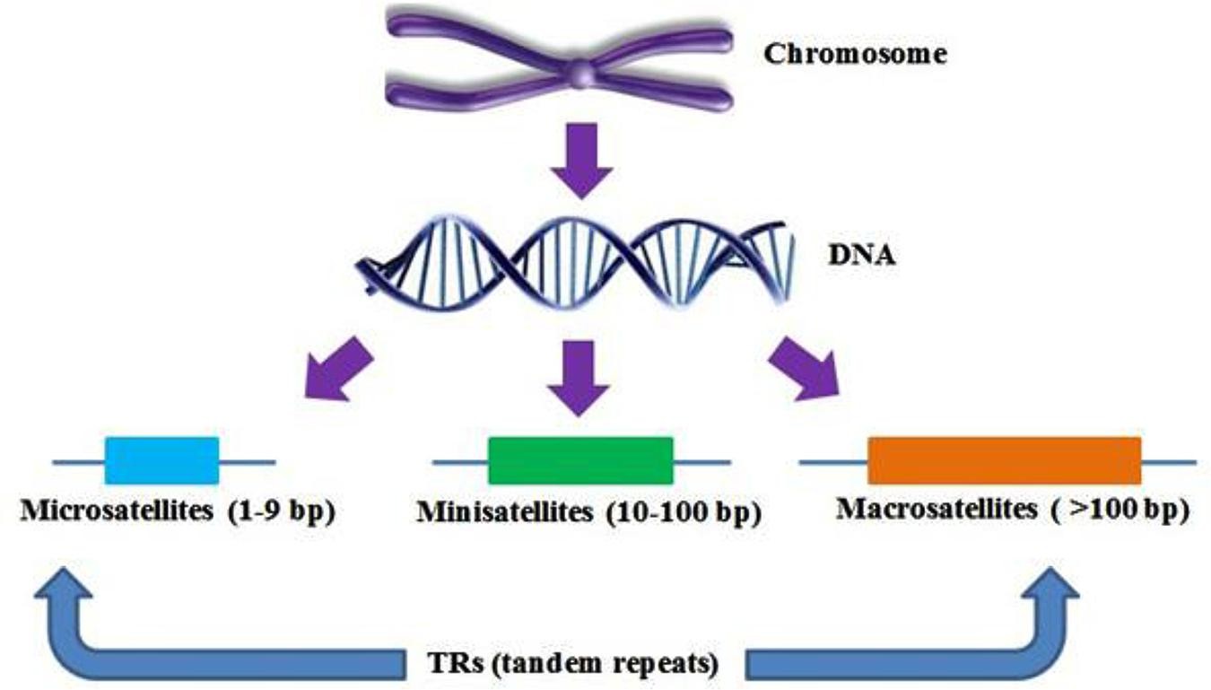 types of Simple Sequence Repeats