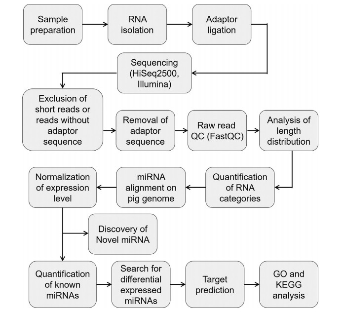 Workflow of miRNA-sequencing and data analysis.