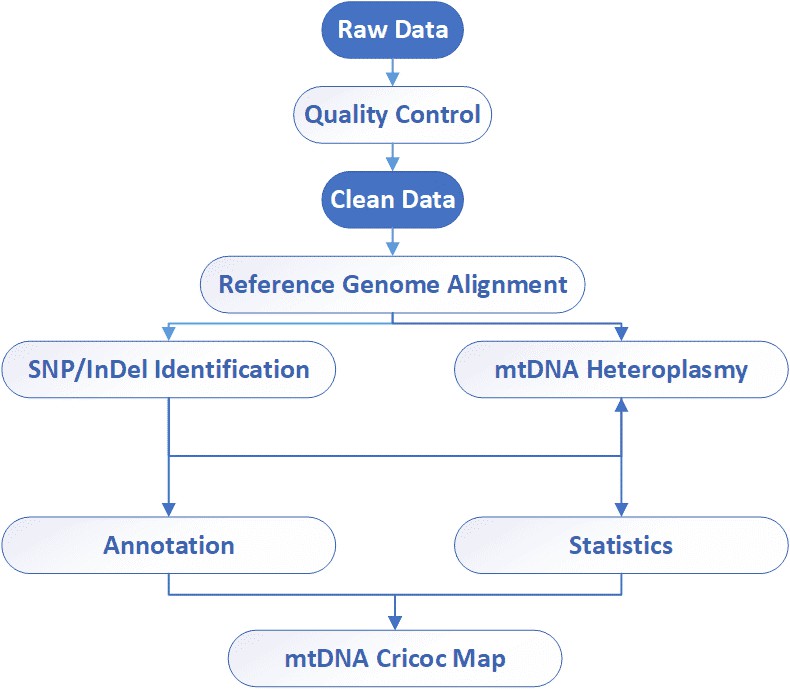 mitochondrial-dna-mtdna-sequencing-1-1