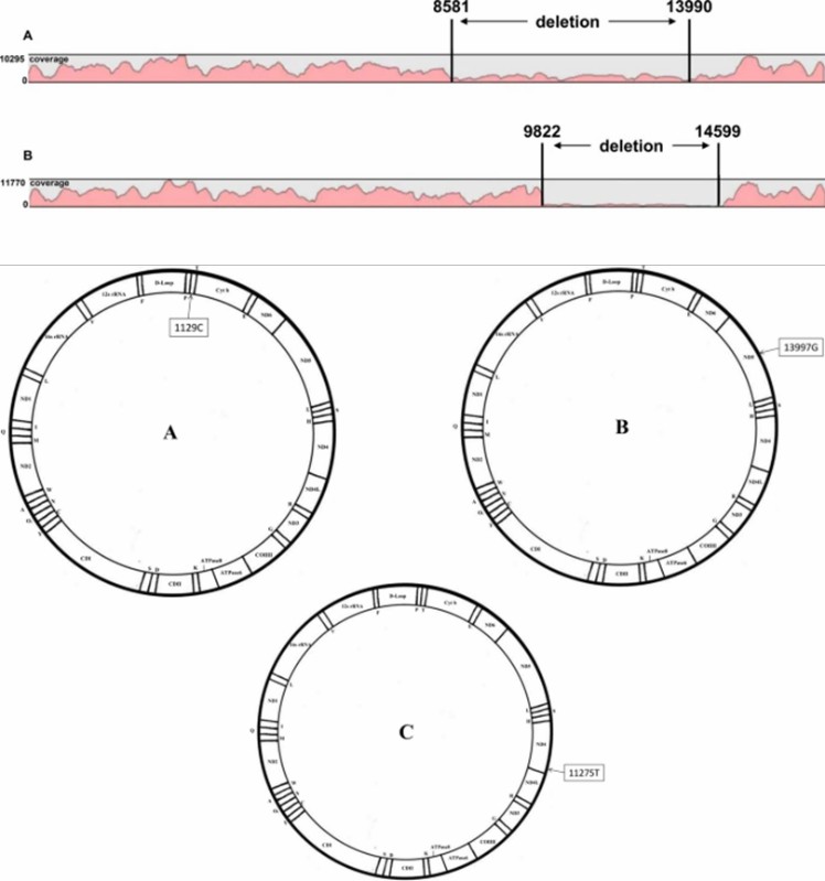 Mapping and coverage results of mtDNA sequencing, as well as the display of mtDNA pathological profiles. 