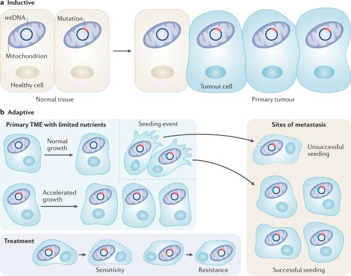 Mitochondrial DNA (mtDNA) Variation and Its Impact on Metabolism