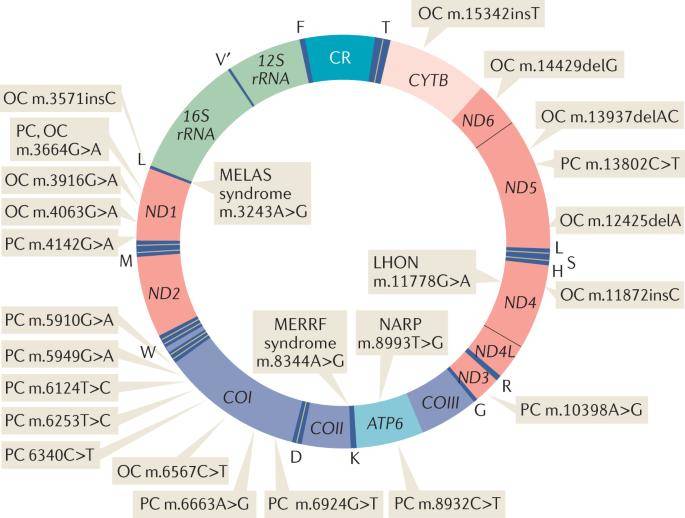 Comprehensive mtDNA Sequencing Unraveling Cancer's Genetic Clues