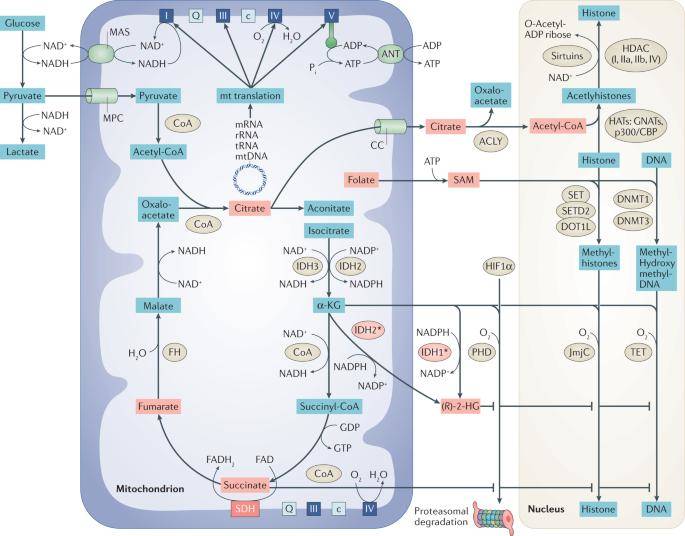 Mitochondrial Gene Mutations and Cancer Epigenome Regulation