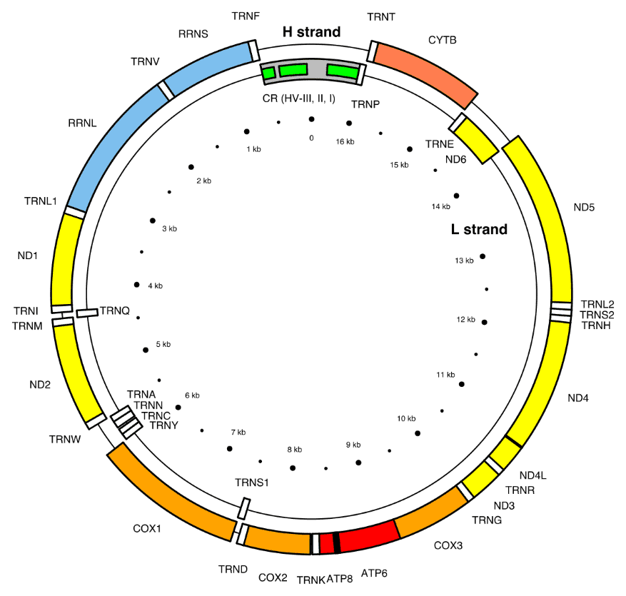 The structure of human mitochondrial genome (from Wiki).