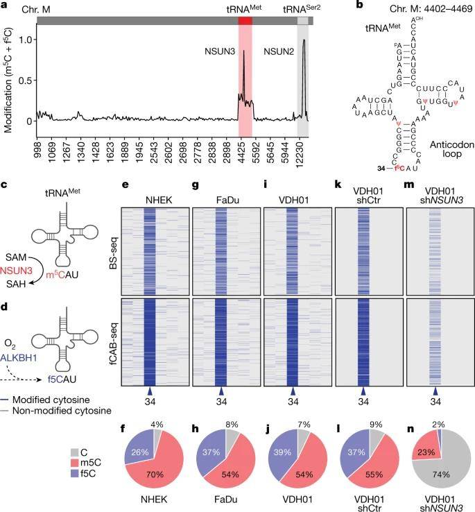 Mitochondrial RNA Modifications: A Crucial Player in Metabolic Plasticity During Cancer Cell Metastasis