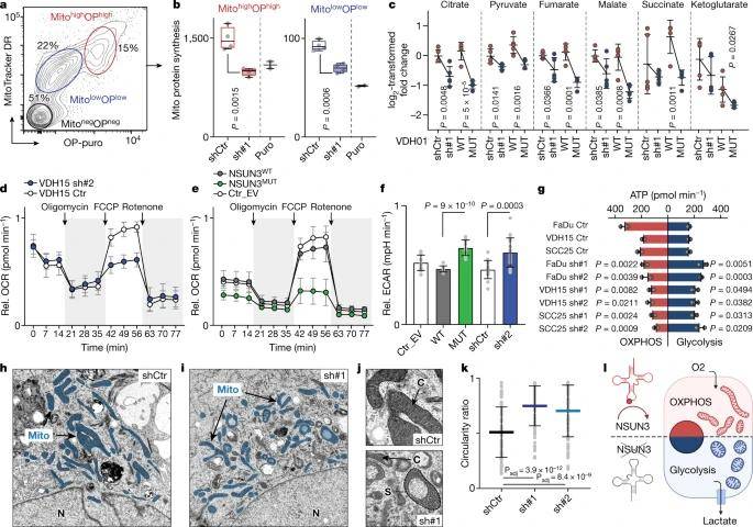 m5C Regulates Mitochondrial Function