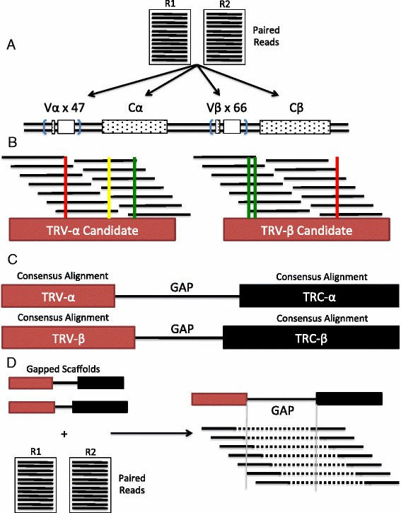 Schematic of scTCRseq workflow showing sequencing pipeline.