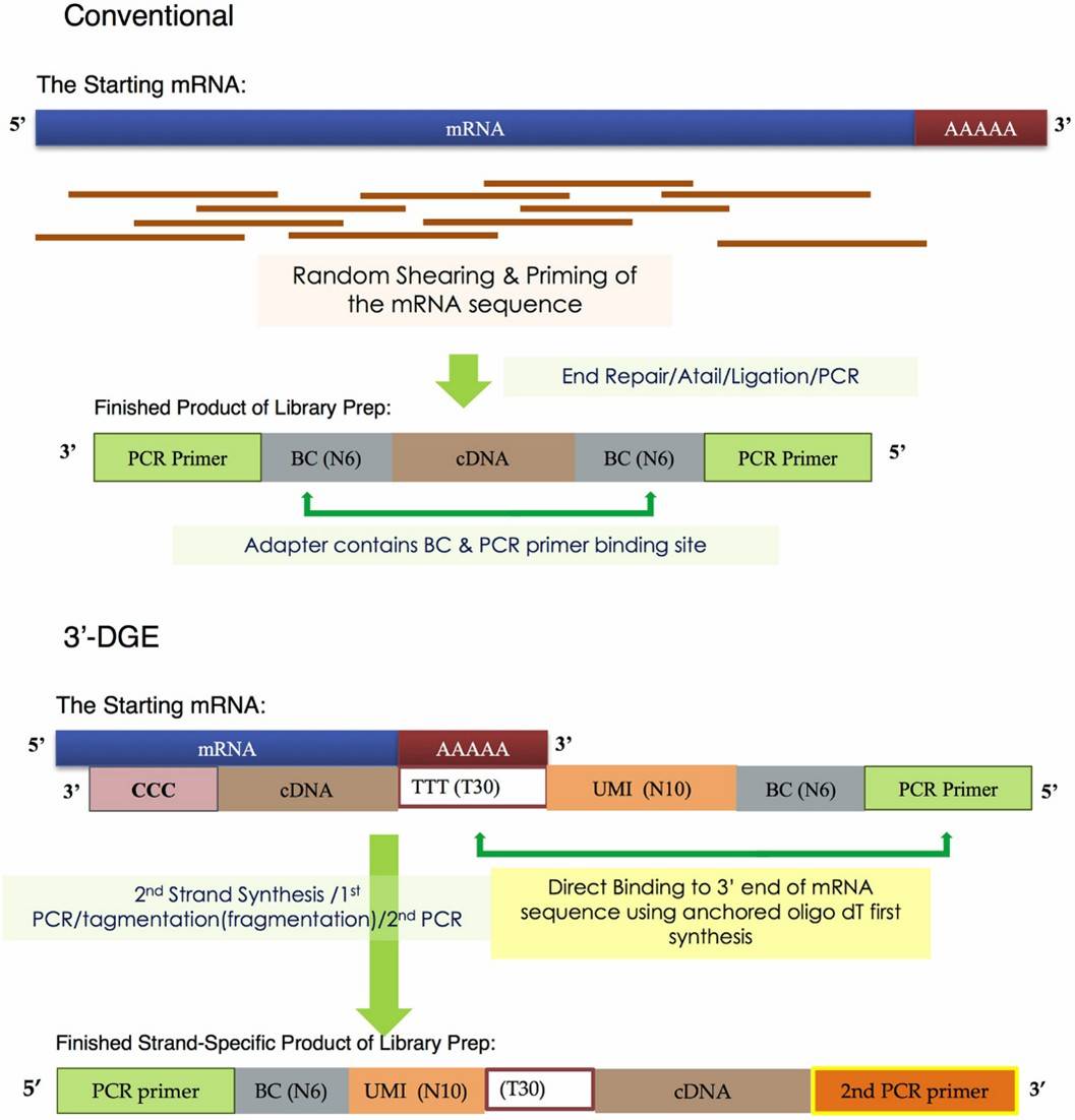 Library construction differences in conventional and 3'-DGE mRNA-Seq. (Xiong, Y., et al., 2017)