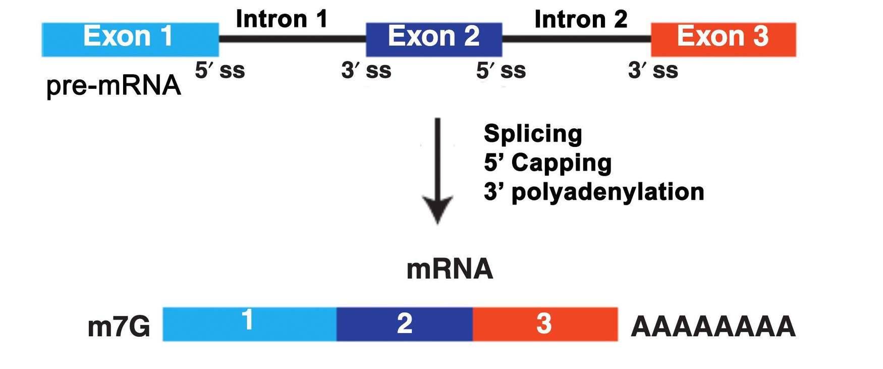 What is mRNA