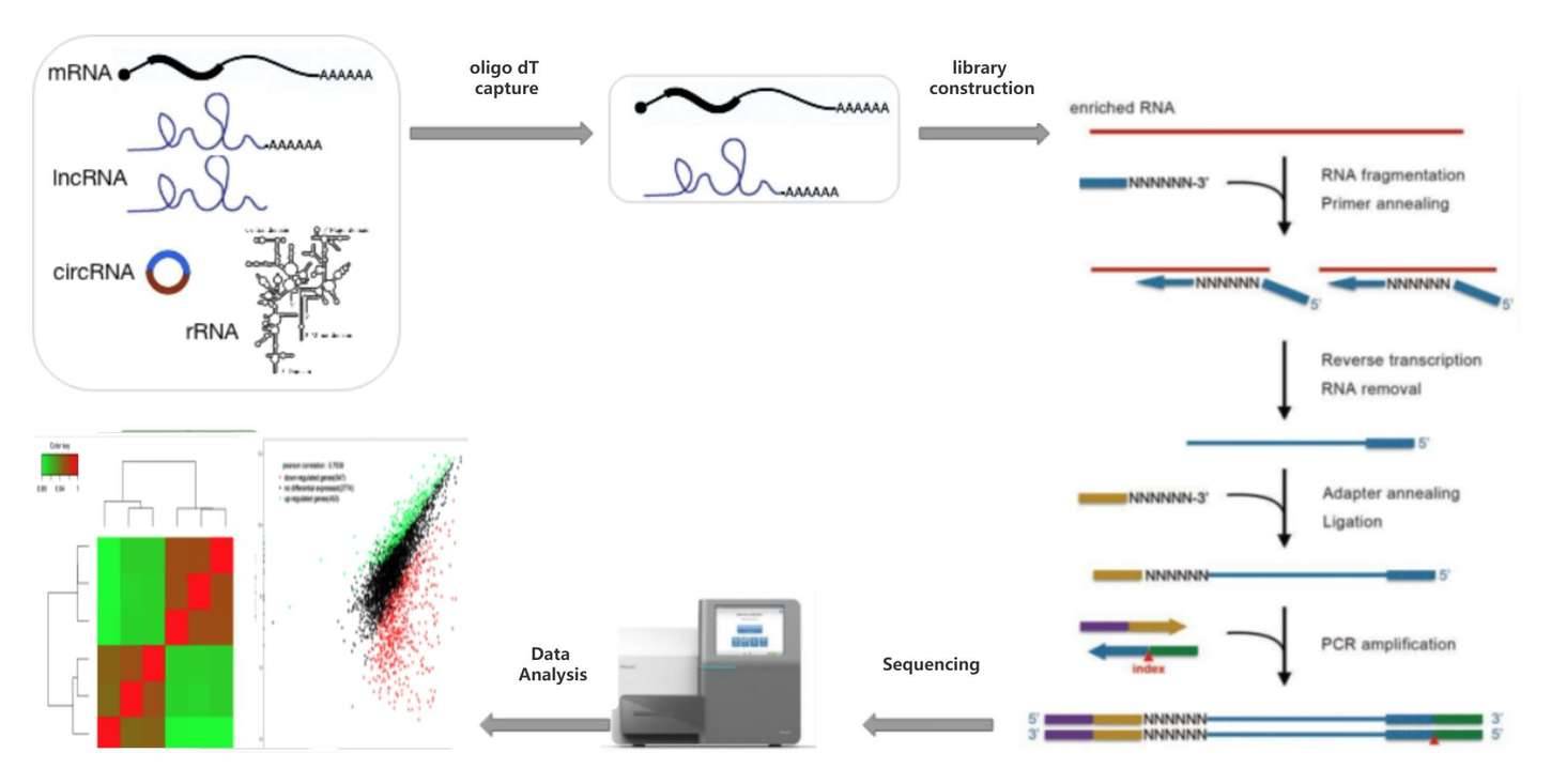 mRNA-seq Technical process