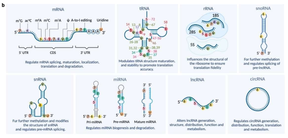 Different RNA subtypes.