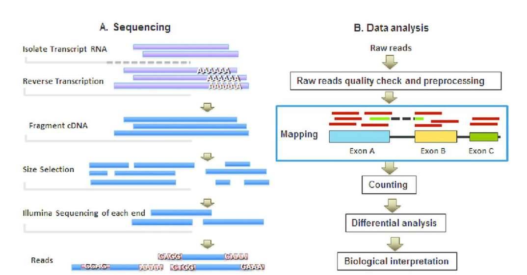 mRNA-seq flowchart and data analysis pipeline.