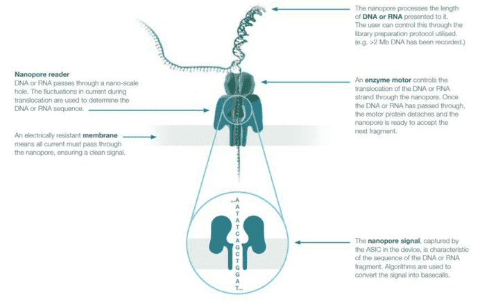 Nanopore Full-Length Transcripts Sequencing