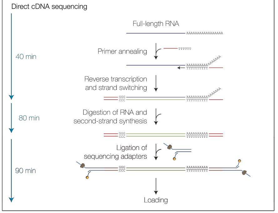 Nanopore Full-Length Transcripts Sequencing