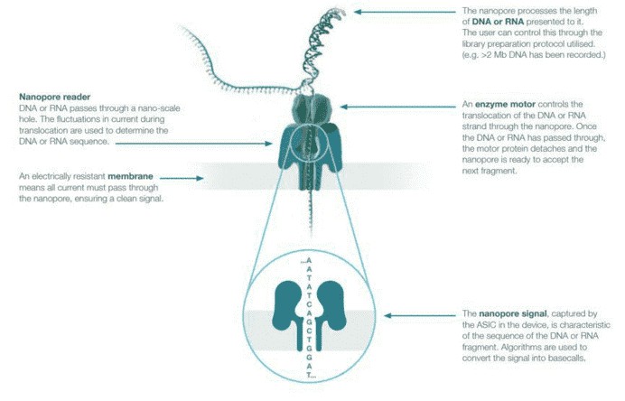 Figure 1. Overview of Nanopore sequencing.