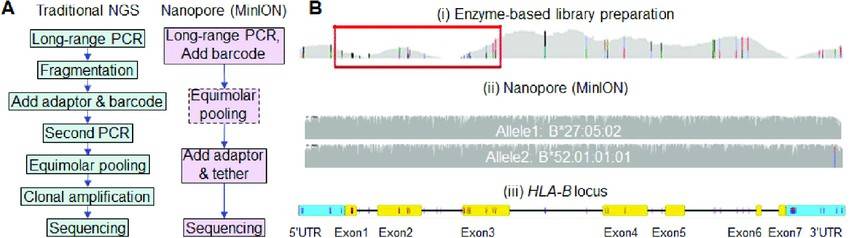 Comparison of workflows by traditional NGS and nanopore sequencing.