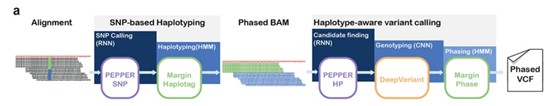 Figure 3. Illustration of haplotype-aware variant calling using nanopore sequencing. ( Shafin., 2021)