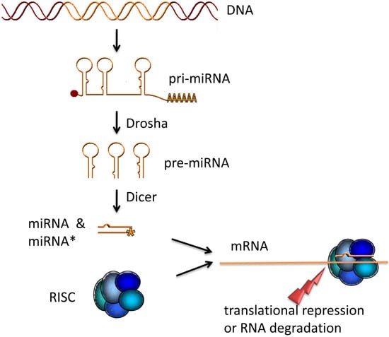 miRNA maturation