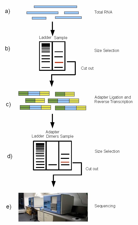 miRNA sequencing procedure on the Illumina 