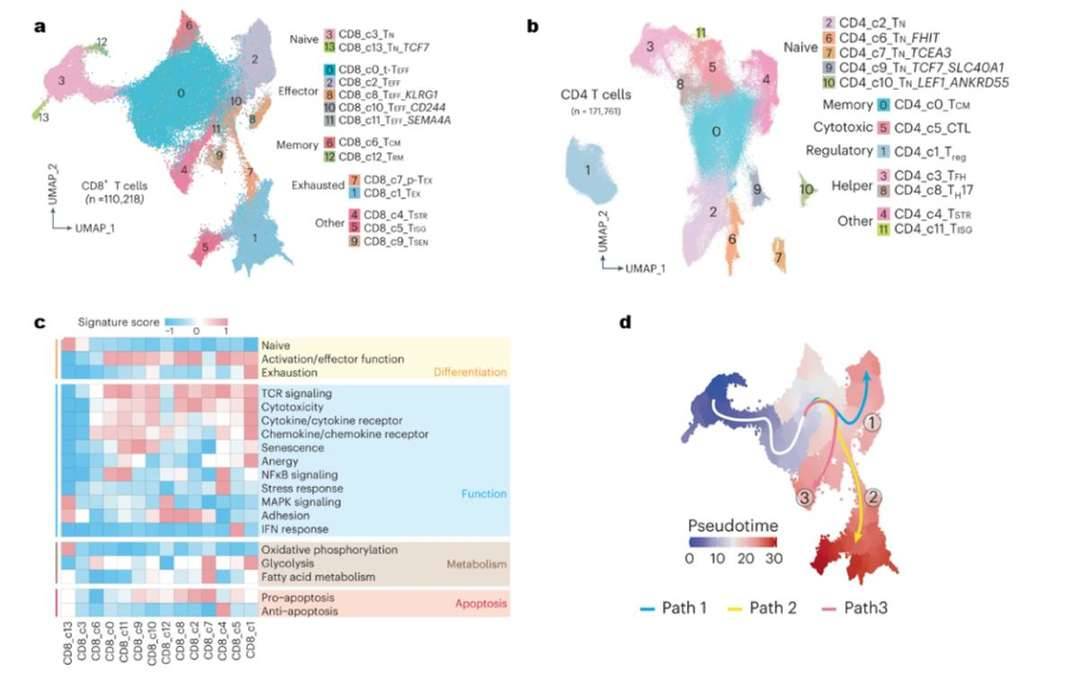 T-cell fractionation and cell differentiation.