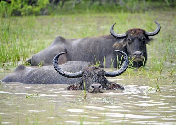 Chromosome-Level Assembly of The Water Buffalo Genome Surpasses Human And Goat Genomes In Sequence Contiguity