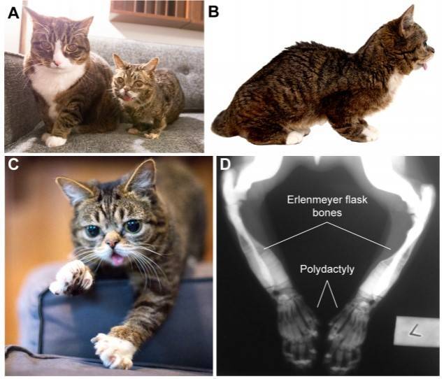 Crowdfunded Whole-Genome Sequencing of The Celebrity Cat Lil BUB Identifies Causal Mutations for Her Osteopetrosis And Polydactyly