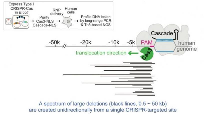 New 'Shredder' CRISPR Technique Can Delete Large Stretches of DNA