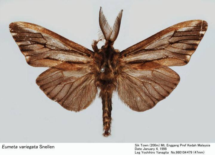 The Bagworm Genome Reveals A Unique Fibroin Gene That Provides High Tensile Strength