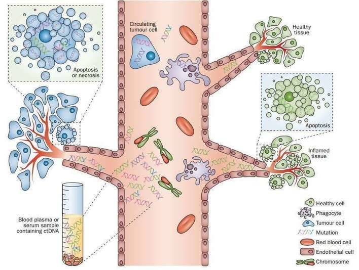 Hydro-Seq Improves Circulating Tumor Cells Analysis by High-Throughput scRNA-seq