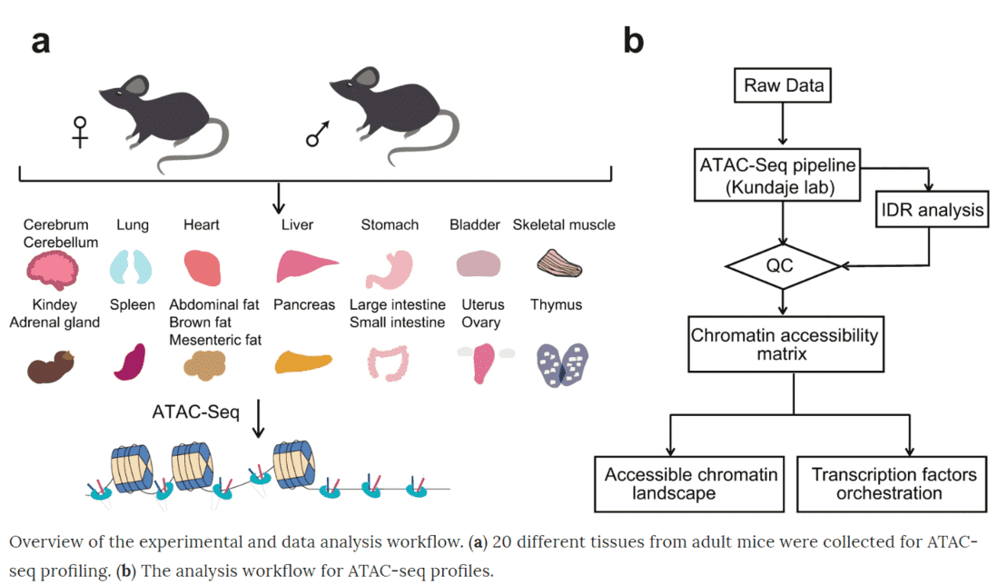 An ATAC-seq atlas of chromatin accessibility in mouse tissues