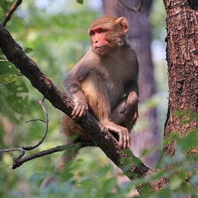 Scientists Develop a Primate Model for Autism by Genome-Editing