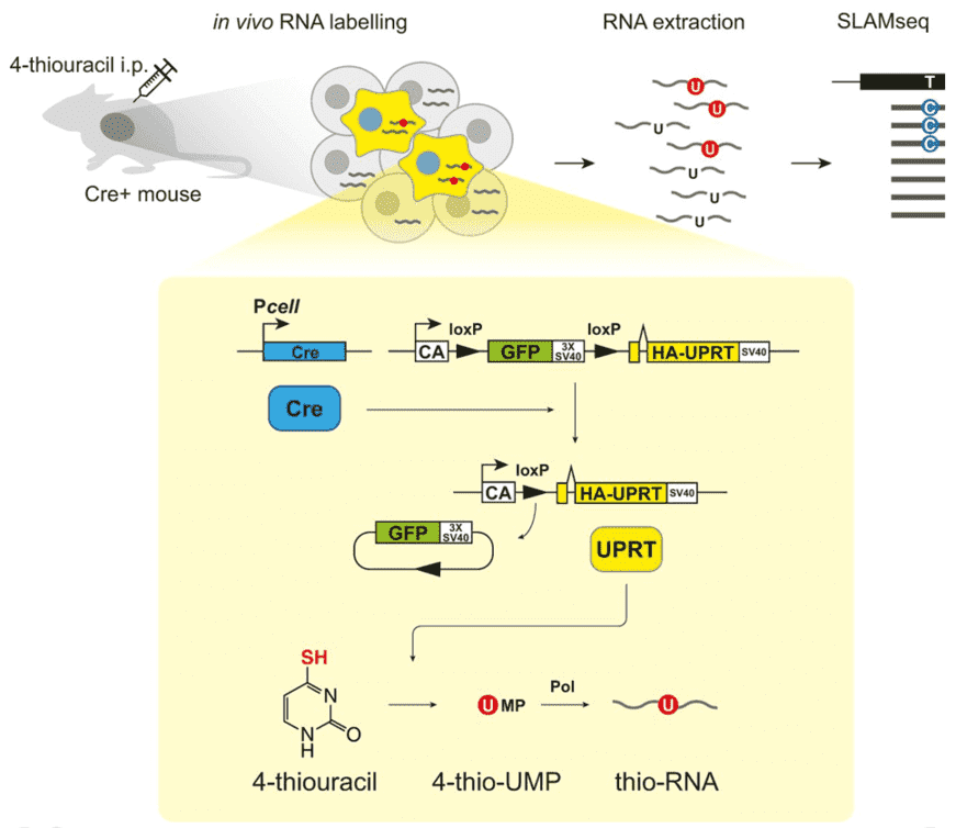 Sequencing cell-type-specific transcriptomes with SLAM-ITseq