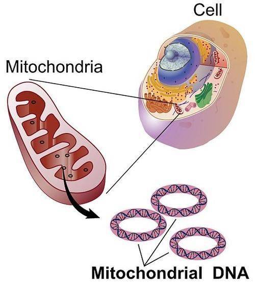 Scientists Have Edited Plant Mitochondrial DNA for The First Time