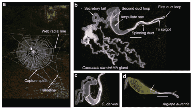 The transcriptome of Darwin's bark spider silk glands predicts proteins contributing to dragline silk toughness