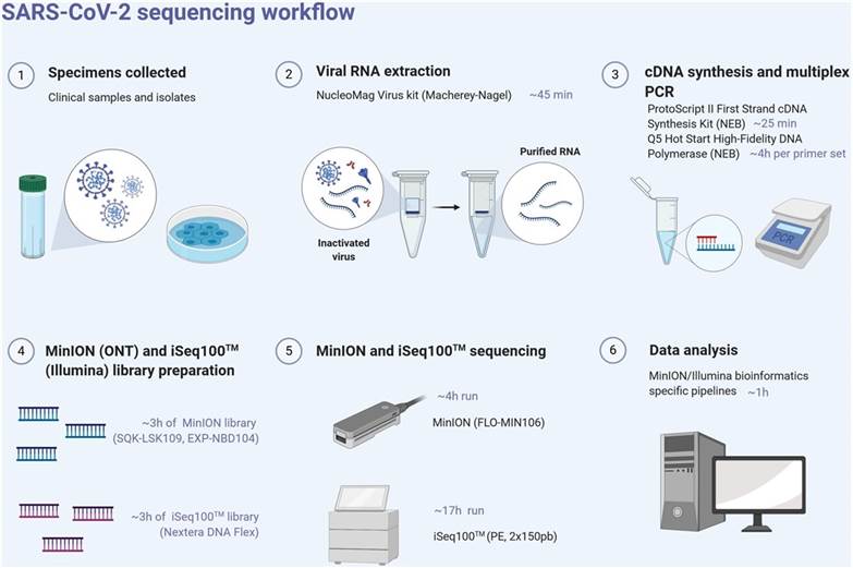 SARS-CoV-2 next-generation sequencing workflow (MinION), from the sample to sequence analysis.