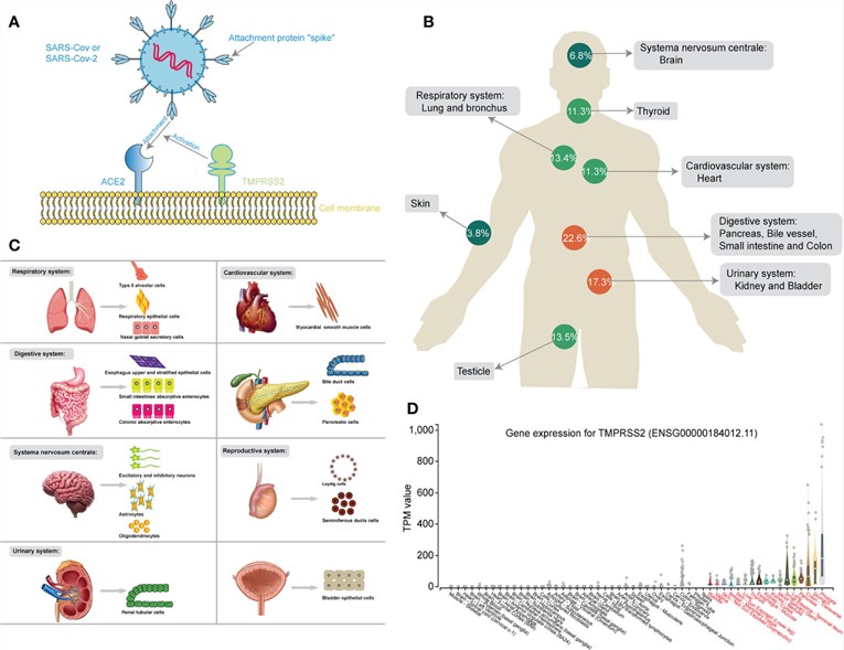 Next Generation Sequencing for COVID-19